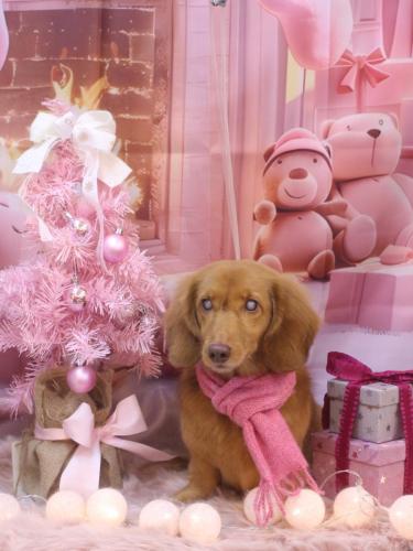 20241222ふうくん